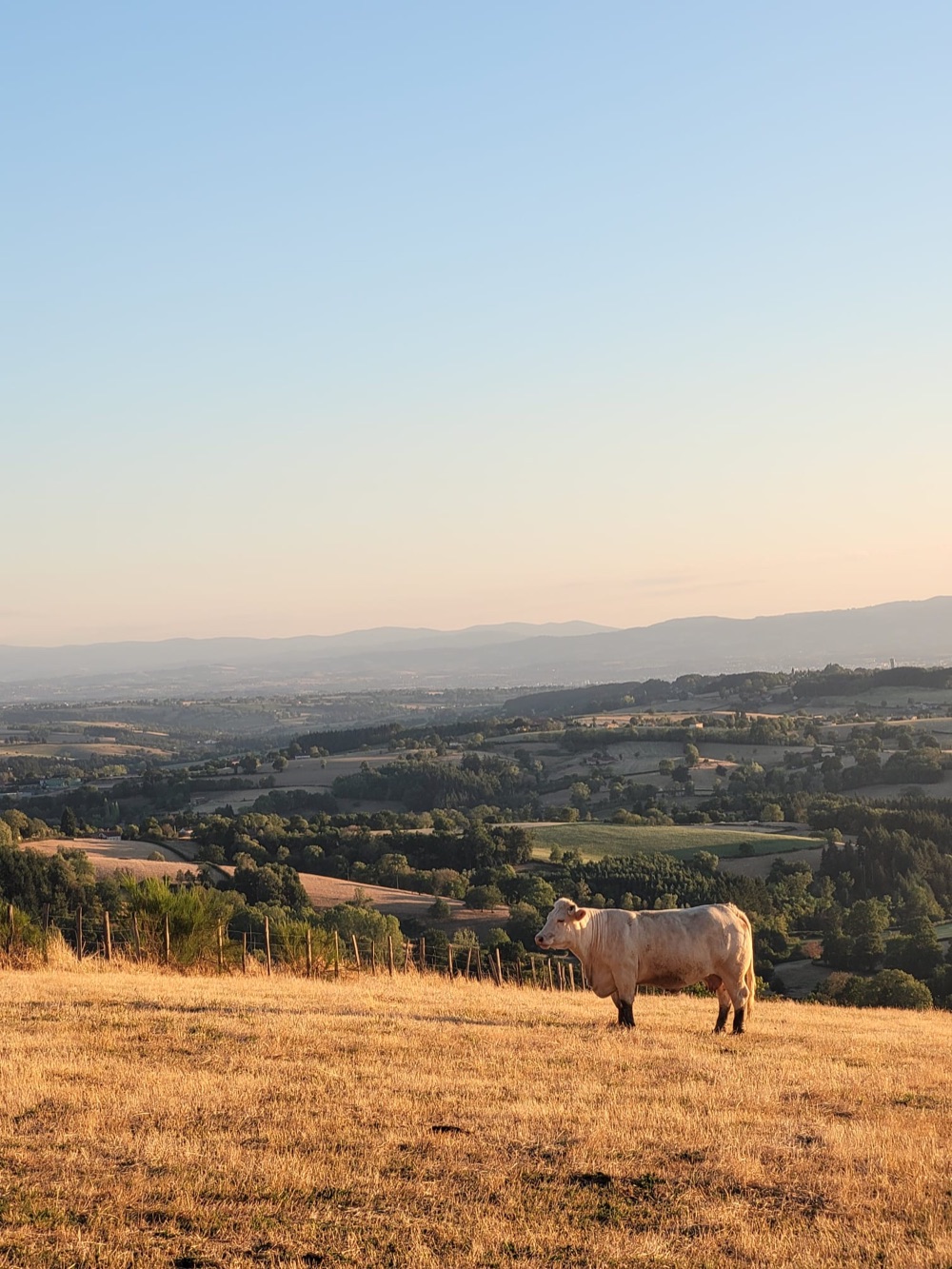 Vache blanche dans un pré doré, face à un panorama vallonné au coucher du soleil